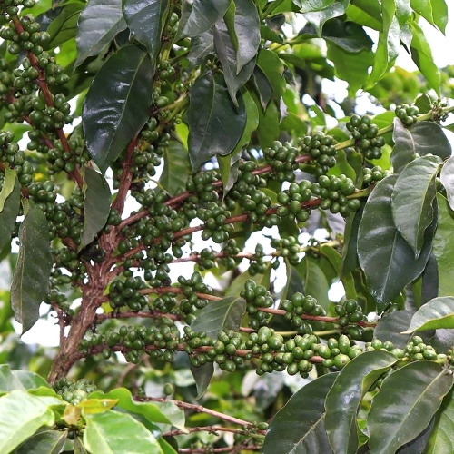 케냐 가투기 PB TOP