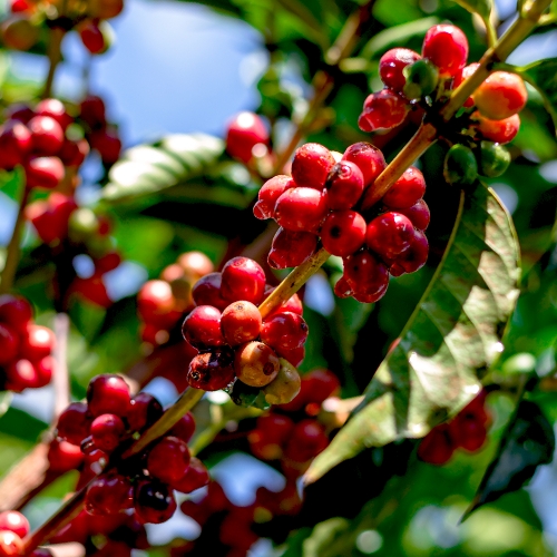 브라질 이르마스 페레이라 레드 버번 내추럴 퍼먼티드
