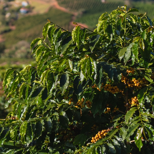 브라질 세르타오 옐로우 버번 내추럴