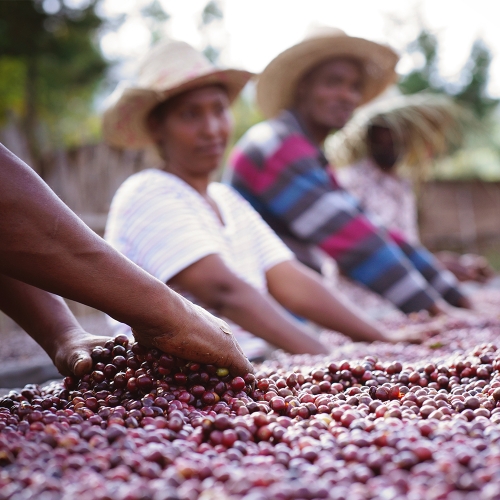 에티오피아 구지 G1 딤투 함벨라 내추럴