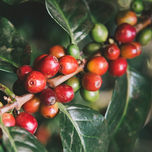 인도네시아 알라민 버니 텔롱 아비시니아 워시드 30h HASD