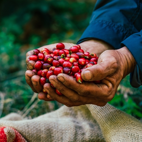 인도네시아 알라민 버니 텔롱 티피카 내추럴 HASD