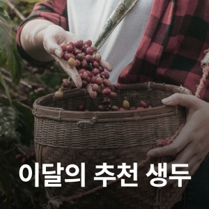 [8월 추천 생두]과테말라 엘 소코로 레드 버번