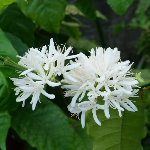 파나마 데보라 시미트리 게이샤 CM내추럴