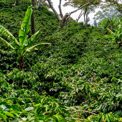 파나마 아이리스 이스테이트 아릴 게이샤 하이브리드 익스텐디드 CM 워시드