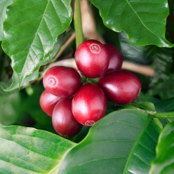 파나마 아부 게이샤 GW-3140 워시드