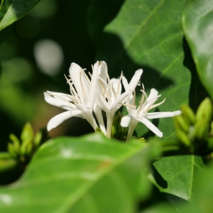 파나마 아부 게이샤 GW-3150 워시드