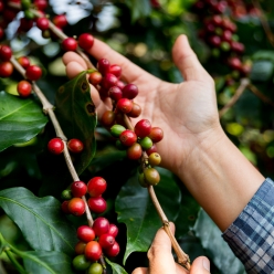 파나마 아부 게이샤 GW-3155 워시드