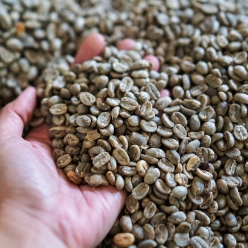 파나마 아부 게이샤 GW-3165 워시드