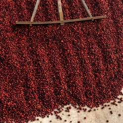 파나마 아부 카투아이 TN-5230 내추럴