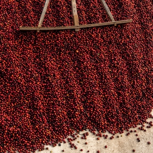 파나마 아부 카투아이 TN-5230 내추럴