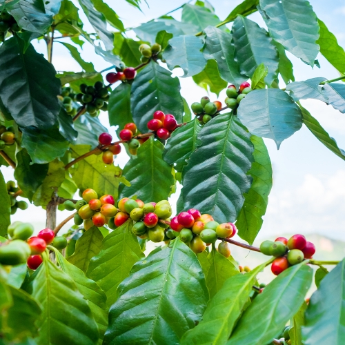 파나마 아부 게이샤 GN-3183 내추럴