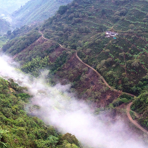 콜롬비아 라스 마가리타스 게이샤 언에어로빅 내추럴