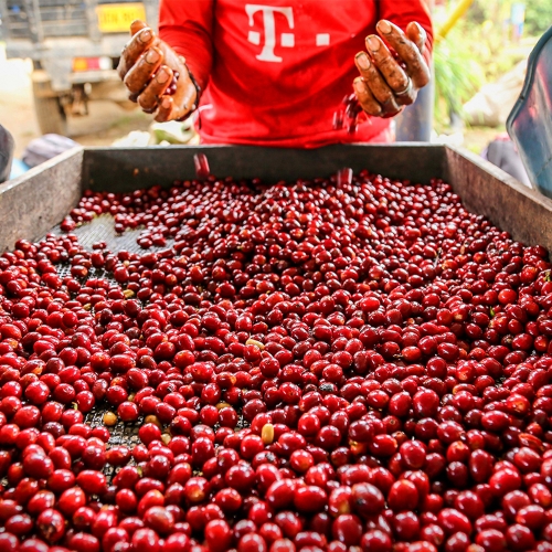 콜롬비아 라 에스페란자 라우리나 내추럴