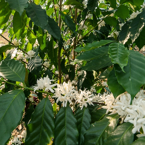 [재입고]콜롬비아 라 에스페란자 자바 내추럴