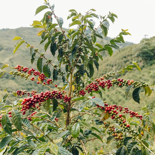 콜롬비아 라 에스페란자 부에노스 아이레스 게이샤 워시드