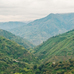 [재입고]<Br>콜롬비아 포토시 트레스 드래곤즈 콜롬비아 내추럴