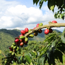 콜롬비아 라 에스페란자 게이샤 내추럴