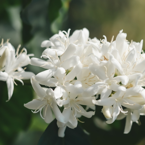 콜롬비아 포토시 시드라 워시드