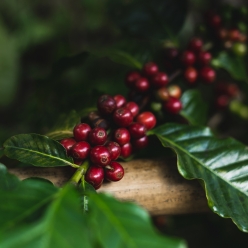 콜롬비아 포토시 핑크 버번 워시드