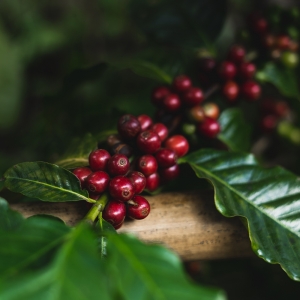 콜롬비아 포토시 핑크 버번 워시드