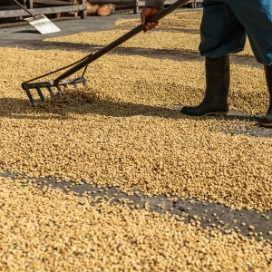 콜롬비아 라스 마가리타스 옐로우 버번 워시드