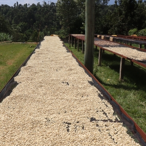 케냐 리아키베루 AA TOP