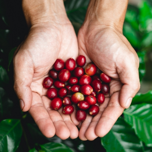 온두라스 산타 루시아 파라이네마 워시드