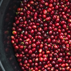 온두라스 엘 엔칸토 파라이네마 내추럴