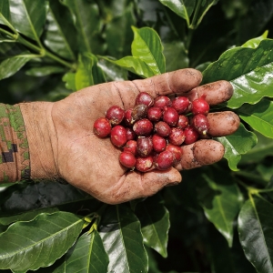 코스타리카 부르마스 델 수르키 엘 센트로 티피카 내추럴