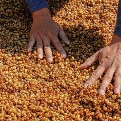 코스타리카 파비오스 커피 산 이시드로 H-1 센트로아메리카노 허니