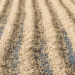 과테말라 엘 인헤르또 에티오피안 워시드