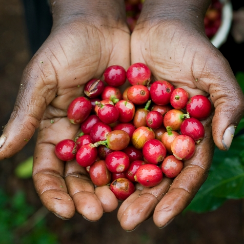 케냐 기티투 AA TOP