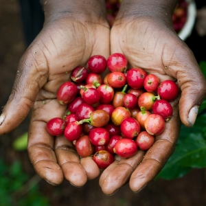 케냐 기티투 AA TOP