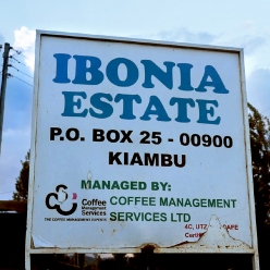 케냐 이보니아 AB TOP