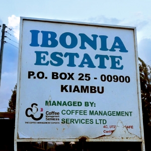 케냐 이보니아 AB TOP