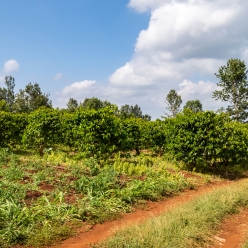 케냐 뚱구리 AB TOP