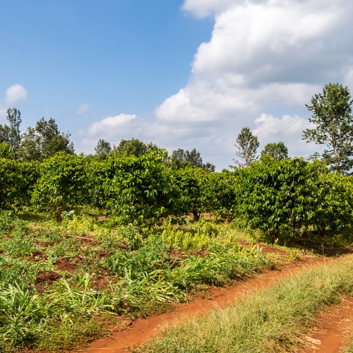 케냐 뚱구리 AB TOP