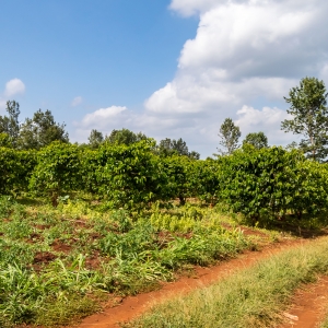 케냐 뚱구리 AB TOP