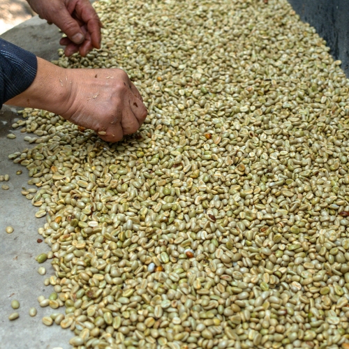 온두라스 로스 세드로스 파카스 워시드