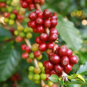 온두라스 리퀴담바 티피카 세미 워시드