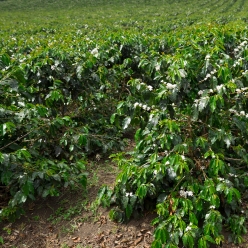 온두라스 엘 만타사노 IH-90 워시드