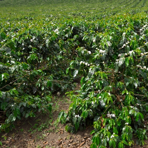 온두라스 엘 만타사노 IH-90 워시드