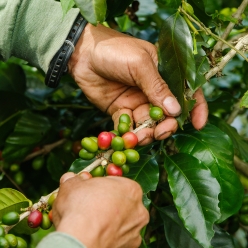 온두라스 라 팔다 버번 워시드