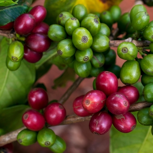 온두라스 라 초레라 버번 워시드