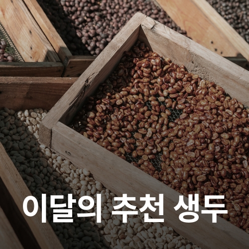 [10월 추천 생두]케냐 은구루에리 AA TOP