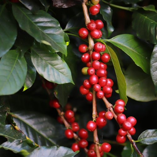 과테말라 메디나 내추럴