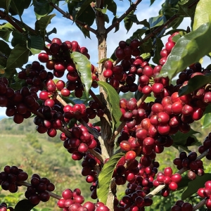 코스타리카 볼칸 아술 SL-28 언에어로빅 내추럴