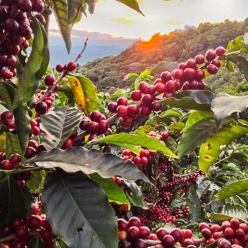 [재입고]코스타리카 볼칸 아술 산 이시드로 내추럴