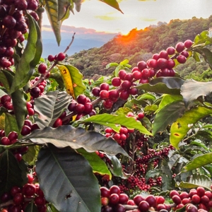 [재입고]코스타리카 볼칸 아술 산 이시드로 내추럴